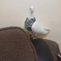 علی|حراج|شادگان, |دیوار