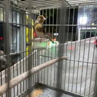 سهره قناری|پرنده|کرج, حیدرآباد|دیوار