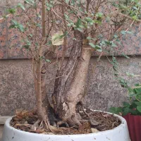 بنسای شمشاد ترون