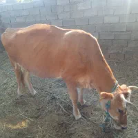 گاو معاوضه فوری