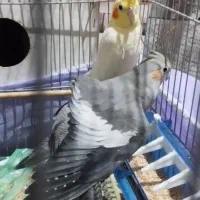 عروس هلندی کار