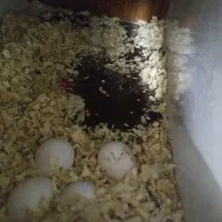 جفت طوطی ملنگو|پرنده|بندر امام خمینی, |دیوار