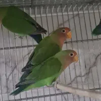 طوطی برزیلی مولد قیمت مناسب|پرنده|سرپل ذهاب, |دیوار