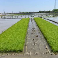 فروش دو عدد خزانه برنج ۲۲ متری