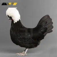 پرندگان صادراتی