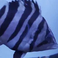 ماهی تایگر سوماترا