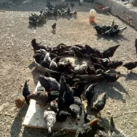 فروش جوجه 4و5ماهه(100و120هزارتومان)|حیوانات مزرعه|قم, جمکران|دیوار