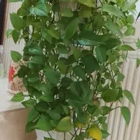 گل طبیعی|گل و گیاه طبیعی|شاهین دژ, |دیوار