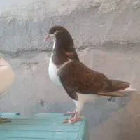 یه جفت مغلف سیاپوش کفتر