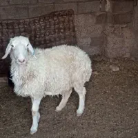 سوسنگرد
