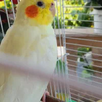 عروس هلندی گمشده