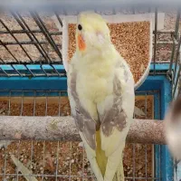 فروش عروس هلندی دوکت زعفرونی بالغ و آماده|پرنده|شیراز, شهرک استقلال|دیوار