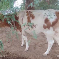 حیوانات|حیوانات مزرعه|میناب, |دیوار