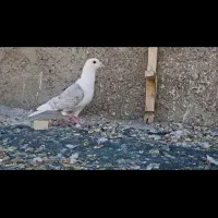 پشت طاوسی نر