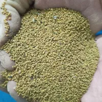 فروش بذر یونجه