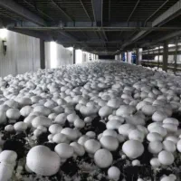 تحویل قارچ تازه در محل شما