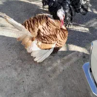 بوقلمون خشدرخان