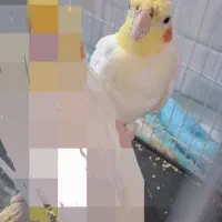 عروس هلندی نر بالغ