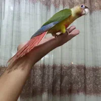 گرینچیک دستی فول رام