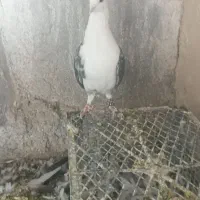 کبوتر
