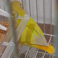 طوطی کوتوله برزیلی
