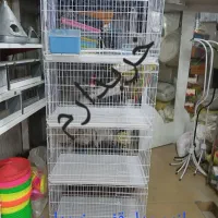 قفس ۷۵ سانتی