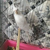 یک عدد عروس هلندی آلبینو ماده مست|پرنده|دماوند, گیلاوند|دیوار