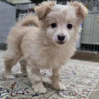 توله پامر و اشپیتز|سگ|اصفهان, پوریای ولی|دیوار