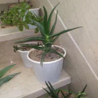 گل طبیعی از ۵۰ تومن تا ۲۵۰ تومن|گل و گیاه طبیعی|شاهرود, |دیوار