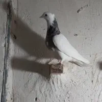 کفتر طوقی|پرنده|لالی, |دیوار