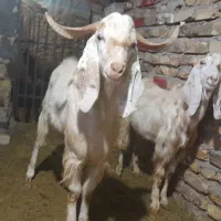 بز نر