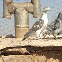 نر جنگلی بی نظیر ب ضمانت تیر شوبازی