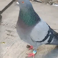 کبوتر|پرنده|تهران, زرکش|دیوار