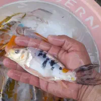 فروش ماهی کوی ۲۰ سانت