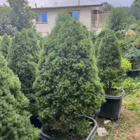 انواع گل گیاه بیرونی نوئل آبی و سبز ستاره ای نانا|گل و گیاه طبیعی|تهران, اقدسیه|دیوار