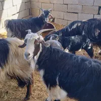 گوسفندها دورگه نژدی|حیوانات مزرعه|دزفول, |دیوار