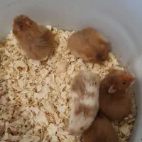 بچه همستر فقط ۲۴۰|موش و خرگوش|شیراز, ارم|دیوار