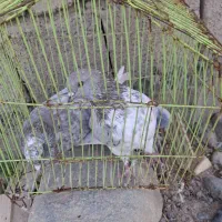 کبوتر گرگی|پرنده|جیرفت, |دیوار