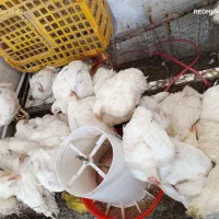 دنبال-مغازه-هستم-برای-کرایه-برای-مرغ-زنده