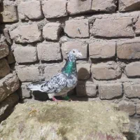 نر سار سرور سبز|حیوانات|تربت‌حیدریه, باغ سلطانی|دیوار