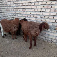 ۴عددبره ماده جملی