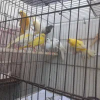 تعدادی قناری