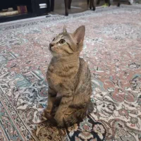 گربه 4ماه مهربون