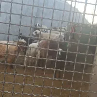 ۶ راس بزغاله ۵ راس نر یه چپش ماده