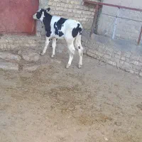 گوساله هلشتاین|حیوانات مزرعه|آوج, |دیوار