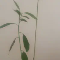 نهال آواکادو|گل و گیاه طبیعی|اصفهان, چشمه باقرخان|دیوار