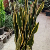 گلهای تزئینی