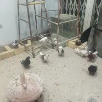 کفتر پرشی|پرنده|قم, باجک دو|دیوار