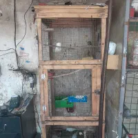 یک جفت نرگسی نروماده باقفس جوبی بزرگ