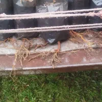 بهترین نهال  کیوی هایوارد انجامی با20 سال سابقه